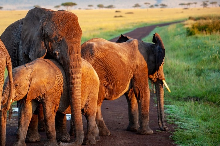 Crônica: Mundo Animal - continuação